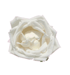 お花尽くしスタンプ薔薇ver（個別スタンプ：6）