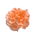 お花尽くしスタンプ薔薇ver（個別スタンプ：7）