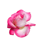 お花尽くしスタンプ薔薇ver（個別スタンプ：9）