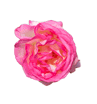 お花尽くしスタンプ薔薇ver（個別スタンプ：11）