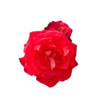 お花尽くしスタンプ薔薇ver（個別スタンプ：12）