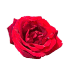 お花尽くしスタンプ薔薇ver（個別スタンプ：14）