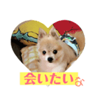 ポメラニアン ポコ（個別スタンプ：1）