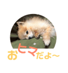 ポメラニアン ポコ（個別スタンプ：2）