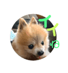 ポメラニアン ポコ（個別スタンプ：3）