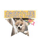ポメラニアン ポコ（個別スタンプ：4）