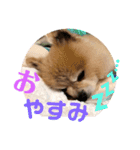 ポメラニアン ポコ（個別スタンプ：5）