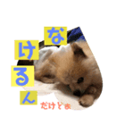 ポメラニアン ポコ（個別スタンプ：6）