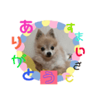 ポメラニアン ポコ（個別スタンプ：7）
