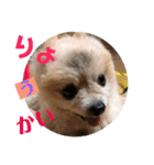 ポメラニアン ポコ（個別スタンプ：8）
