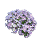 紫陽花スタンプ（個別スタンプ：3）