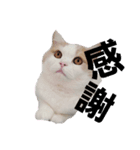 猫好きたまんにゃい❗うちのフランくん（個別スタンプ：1）