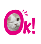 猫好きたまんにゃい❗うちのフランくん（個別スタンプ：2）