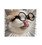 猫好きたまんにゃい❗うちのフランくん（個別スタンプ：4）