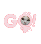 猫好きたまんにゃい❗うちのフランくん（個別スタンプ：5）