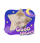 猫好きたまんにゃい❗うちのフランくん（個別スタンプ：6）