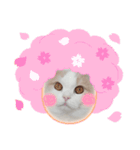 猫好きたまんにゃい❗うちのフランくん（個別スタンプ：7）
