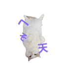 猫好きたまんにゃい❗うちのフランくん（個別スタンプ：8）