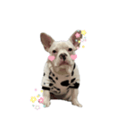 あいあむぽぽ。（個別スタンプ：2）