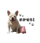 あいあむぽぽ。（個別スタンプ：11）