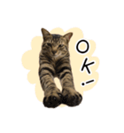 まおとむぎはかわいい猫（個別スタンプ：1）