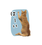 まおとむぎはかわいい猫（個別スタンプ：2）