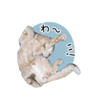 まおとむぎはかわいい猫（個別スタンプ：3）