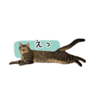 まおとむぎはかわいい猫（個別スタンプ：4）