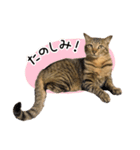 まおとむぎはかわいい猫（個別スタンプ：5）