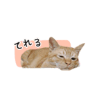 まおとむぎはかわいい猫（個別スタンプ：6）