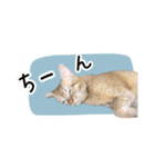 まおとむぎはかわいい猫（個別スタンプ：7）