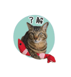 まおとむぎはかわいい猫（個別スタンプ：9）