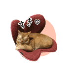 まおとむぎはかわいい猫（個別スタンプ：11）