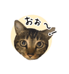 まおとむぎはかわいい猫（個別スタンプ：12）
