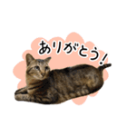 まおとむぎはかわいい猫（個別スタンプ：13）