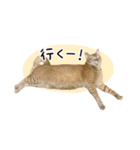まおとむぎはかわいい猫（個別スタンプ：14）