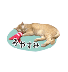 まおとむぎはかわいい猫（個別スタンプ：15）
