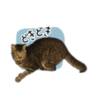 まおとむぎはかわいい猫（個別スタンプ：16）