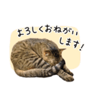 まおとむぎはかわいい猫（個別スタンプ：17）
