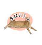 まおとむぎはかわいい猫（個別スタンプ：18）