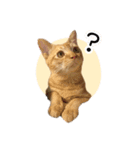 まおとむぎはかわいい猫（個別スタンプ：19）