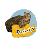 まおとむぎはかわいい猫（個別スタンプ：20）