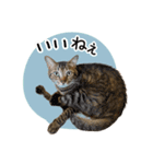 まおとむぎはかわいい猫（個別スタンプ：21）