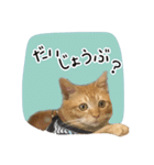 まおとむぎはかわいい猫（個別スタンプ：22）