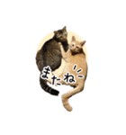 まおとむぎはかわいい猫（個別スタンプ：23）