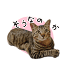まおとむぎはかわいい猫（個別スタンプ：24）