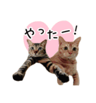 まおとむぎはかわいい猫（個別スタンプ：25）