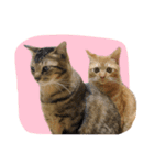 まおとむぎはかわいい猫（個別スタンプ：27）