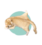 まおとむぎはかわいい猫（個別スタンプ：32）