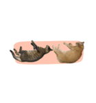 まおとむぎはかわいい猫（個別スタンプ：33）